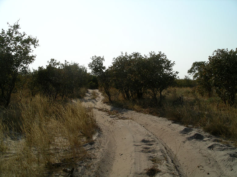 la pistas del linyati